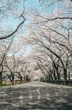 伊朗足球对日本比分-伊朗足球与日本对决，比分背后的战术博弈与亚洲足坛格局之变